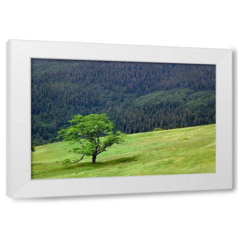 Grasses and trees-Dolason Prairie just off Bald Hills Road-California White Modern Wood Framed Art Print by Jones, Adam