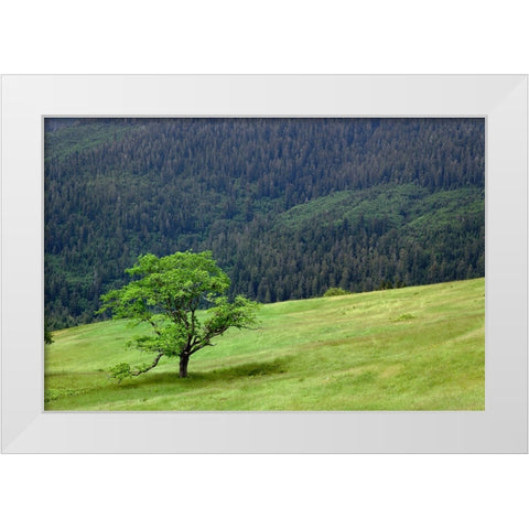Grasses and trees-Dolason Prairie just off Bald Hills Road-California White Modern Wood Framed Art Print by Jones, Adam