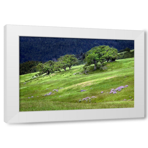 Grasses and trees-Dolason Prairie just off Bald Hills Road-California White Modern Wood Framed Art Print by Jones, Adam