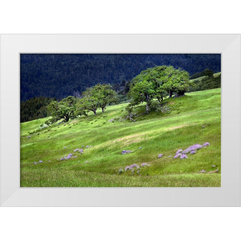 Grasses and trees-Dolason Prairie just off Bald Hills Road-California White Modern Wood Framed Art Print by Jones, Adam