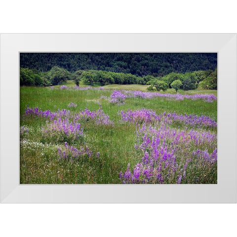 Lupine flowers on hillside-Dolason Prairie-California White Modern Wood Framed Art Print by Jones, Adam