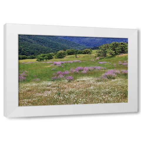Lupine flowers on hillside-Dolason Prairie-California White Modern Wood Framed Art Print by Jones, Adam
