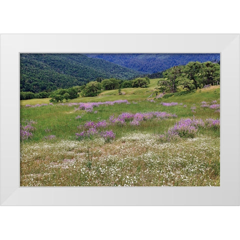 Lupine flowers on hillside-Dolason Prairie-California White Modern Wood Framed Art Print by Jones, Adam