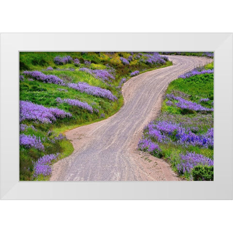 Bald Hills Road through lupine flowers-California White Modern Wood Framed Art Print by Jones, Adam