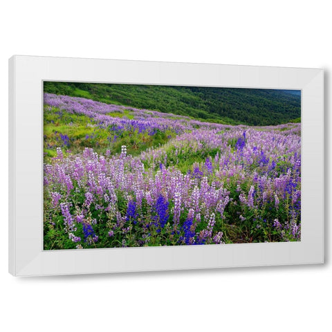 Lupine flowers on hillside-Dolason Prairie-California White Modern Wood Framed Art Print by Jones, Adam