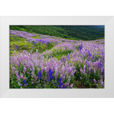 Lupine flowers on hillside-Dolason Prairie-California White Modern Wood Framed Art Print by Jones, Adam