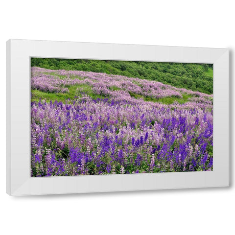 Lupine flowers on hillside-Dolason Prairie-California White Modern Wood Framed Art Print by Jones, Adam