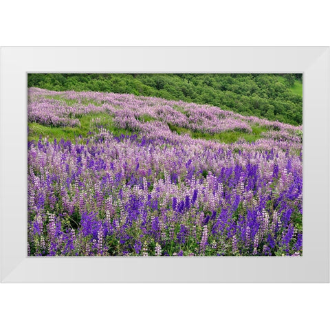 Lupine flowers on hillside-Dolason Prairie-California White Modern Wood Framed Art Print by Jones, Adam