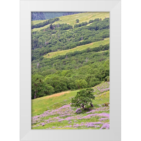 Lupine flowers on hillside-Dolason Prairie-California White Modern Wood Framed Art Print by Jones, Adam
