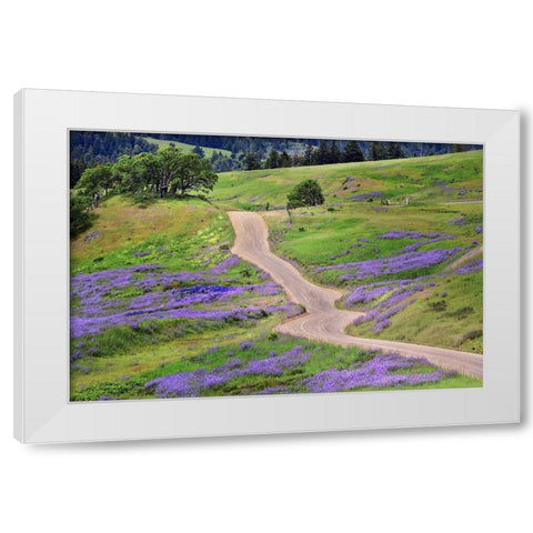 Bald Hills Road through lupine flowers-California White Modern Wood Framed Art Print by Jones, Adam