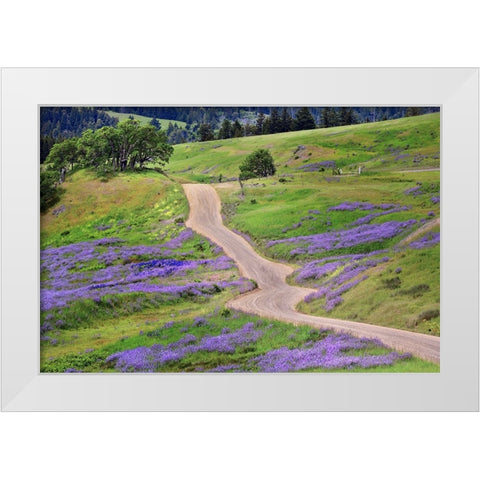 Bald Hills Road through lupine flowers-California White Modern Wood Framed Art Print by Jones, Adam