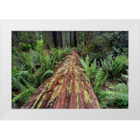 Fallen Redwood tree and ferns Redwood National Park-California White Modern Wood Framed Art Print by Jones, Adam