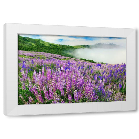 Lupine flowers-Bald Hills Road-California White Modern Wood Framed Art Print by Jones, Adam
