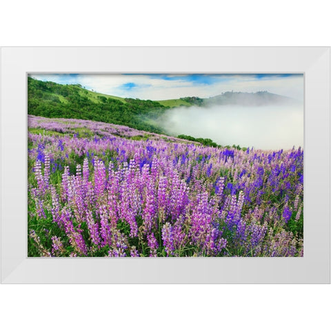 Lupine flowers-Bald Hills Road-California White Modern Wood Framed Art Print by Jones, Adam
