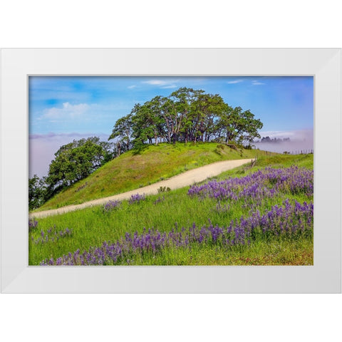 Lupine flowers-Bald Hills Road-California White Modern Wood Framed Art Print by Jones, Adam