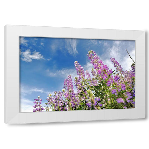 Low angle view of Lupine flowers-Bald Hills Road-California White Modern Wood Framed Art Print by Jones, Adam