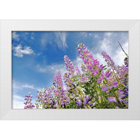 Low angle view of Lupine flowers-Bald Hills Road-California White Modern Wood Framed Art Print by Jones, Adam
