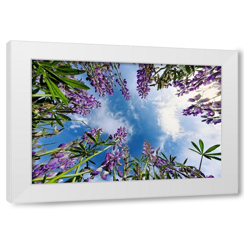 Lupine flowers-Bald Hills Road-California White Modern Wood Framed Art Print by Jones, Adam
