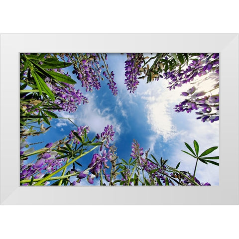 Lupine flowers-Bald Hills Road-California White Modern Wood Framed Art Print by Jones, Adam