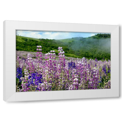 Lupine flowers-Bald Hills Road-California White Modern Wood Framed Art Print by Jones, Adam