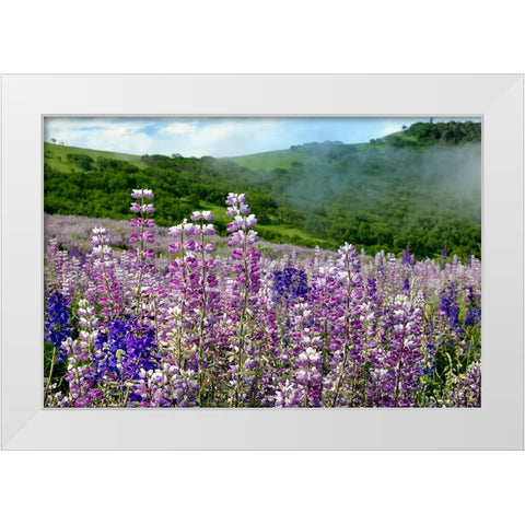 Lupine flowers-Bald Hills Road-California White Modern Wood Framed Art Print by Jones, Adam