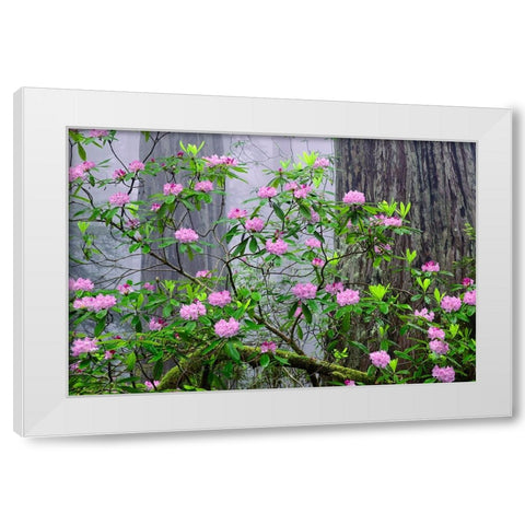 Pacific Rhododendron in foggy redwood forest-Redwood National Park White Modern Wood Framed Art Print by Jones, Adam