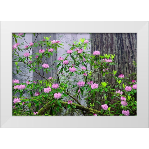 Pacific Rhododendron in foggy redwood forest-Redwood National Park White Modern Wood Framed Art Print by Jones, Adam