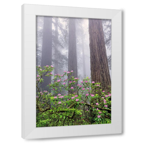 Pacific Rhododendron in foggy redwood forest-Redwood National Park White Modern Wood Framed Art Print by Jones, Adam