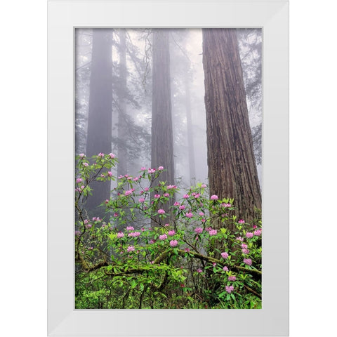 Pacific Rhododendron in foggy redwood forest-Redwood National Park White Modern Wood Framed Art Print by Jones, Adam