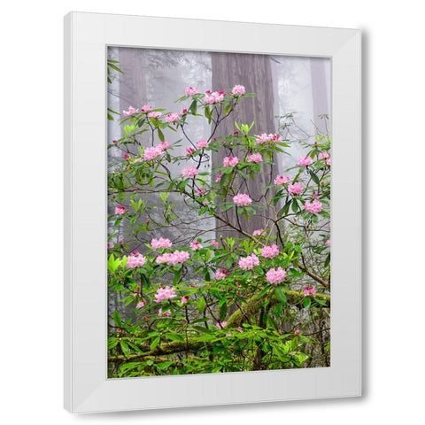 Pacific Rhododendron in foggy redwood forest-Redwood National Park White Modern Wood Framed Art Print by Jones, Adam