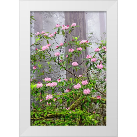 Pacific Rhododendron in foggy redwood forest-Redwood National Park White Modern Wood Framed Art Print by Jones, Adam