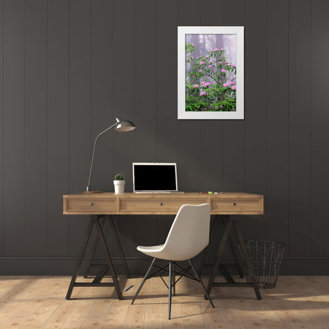 Pacific Rhododendron in foggy redwood forest-Redwood National Park White Modern Wood Framed Art Print by Jones, Adam