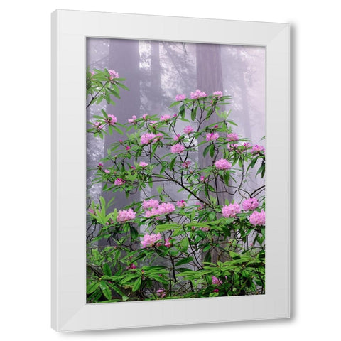 Pacific Rhododendron in foggy redwood forest-Redwood National Park White Modern Wood Framed Art Print by Jones, Adam