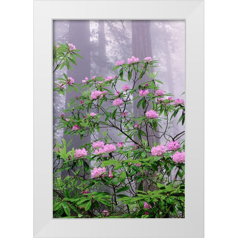 Pacific Rhododendron in foggy redwood forest-Redwood National Park White Modern Wood Framed Art Print by Jones, Adam