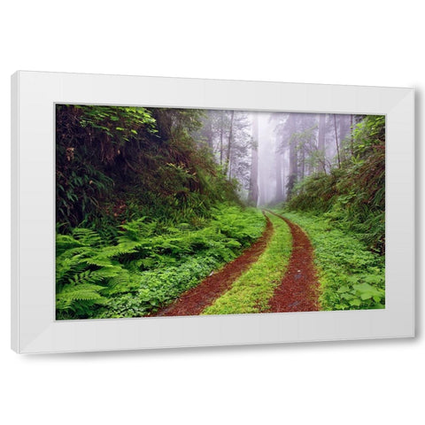 Old roadway through foggy redwood forest-Redwood National Park-California White Modern Wood Framed Art Print by Jones, Adam