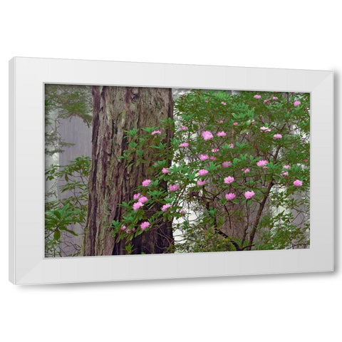 Pacific Rhododendron in foggy redwood forest-Redwood National Park White Modern Wood Framed Art Print by Jones, Adam