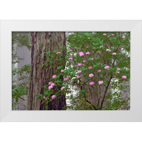 Pacific Rhododendron in foggy redwood forest-Redwood National Park White Modern Wood Framed Art Print by Jones, Adam