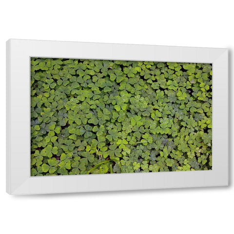 Pattern in wood Sorrel Redwood National Park-California White Modern Wood Framed Art Print by Jones, Adam