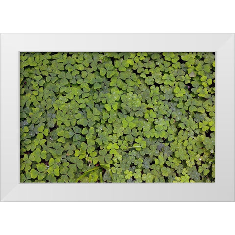 Pattern in wood Sorrel Redwood National Park-California White Modern Wood Framed Art Print by Jones, Adam