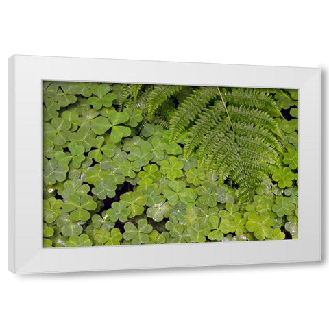 Pattern in wood Sorrel Redwood National Park-California White Modern Wood Framed Art Print by Jones, Adam