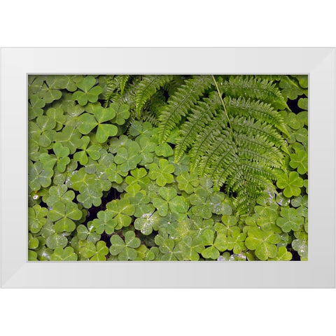 Pattern in wood Sorrel Redwood National Park-California White Modern Wood Framed Art Print by Jones, Adam