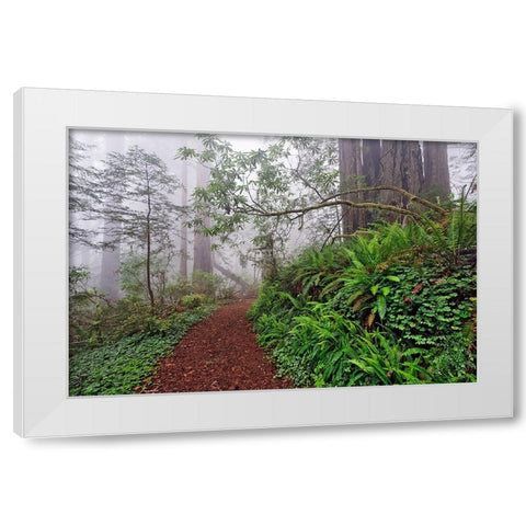 Footpath in foggy redwood forest beneath Pacific Rhododendron-Redwood National Park White Modern Wood Framed Art Print by Jones, Adam