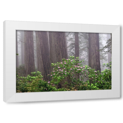 Pacific Rhododendron in foggy redwood forest-Redwood National Park, White Modern Wood Framed Art Print by Jones, Adam