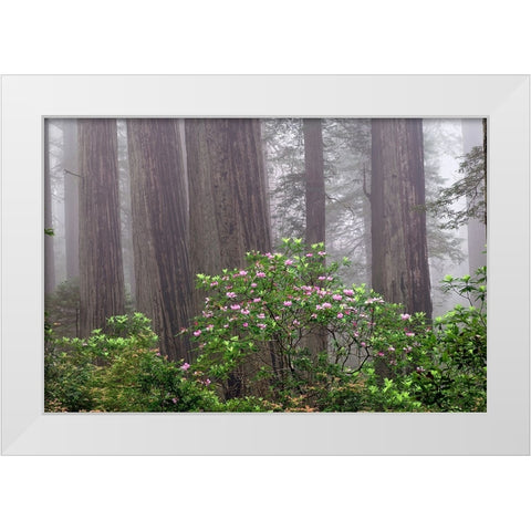 Pacific Rhododendron in foggy redwood forest-Redwood National Park, White Modern Wood Framed Art Print by Jones, Adam