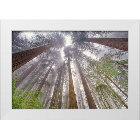 Fisheye view skyward in redwood forest-Redwood National Park-Tree-Redwood White Modern Wood Framed Art Print by Jones, Adam