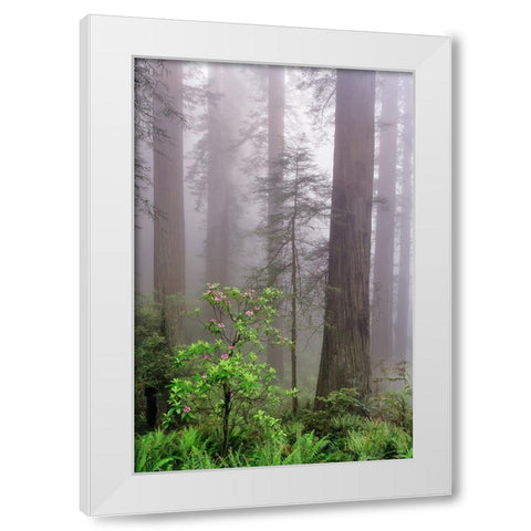 Pacific Rhododendron in foggy redwood forest-Redwood National Park, White Modern Wood Framed Art Print by Jones, Adam