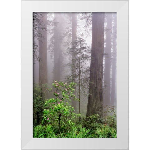 Pacific Rhododendron in foggy redwood forest-Redwood National Park, White Modern Wood Framed Art Print by Jones, Adam