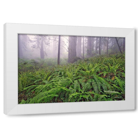 Fisheye view skyward in redwood forest-Redwood National Park-Tree-Redwood White Modern Wood Framed Art Print by Jones, Adam