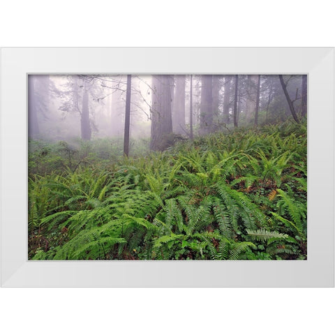Fisheye view skyward in redwood forest-Redwood National Park-Tree-Redwood White Modern Wood Framed Art Print by Jones, Adam