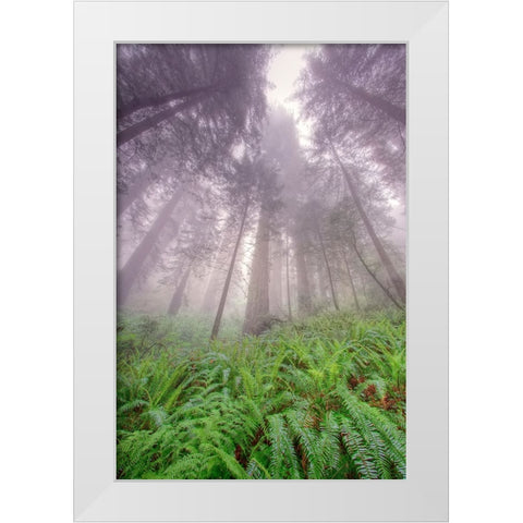 Fisheye view skyward in redwood forest-Redwood National Park-Tree-Redwood White Modern Wood Framed Art Print by Jones, Adam